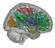 Brain functional connectivity at rest